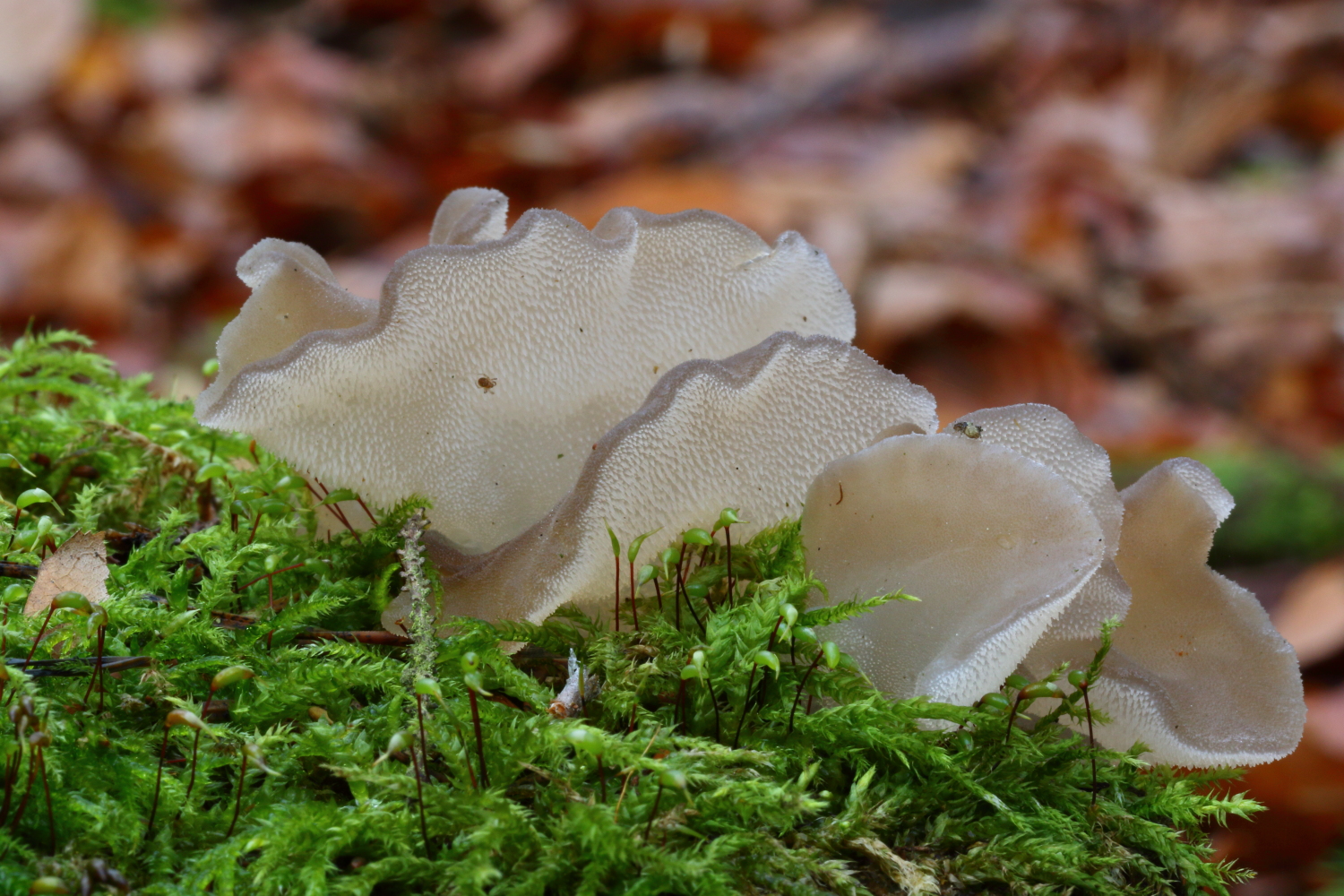 Gallertiger Zitterhahn - Pseudohydnum gelatinosum