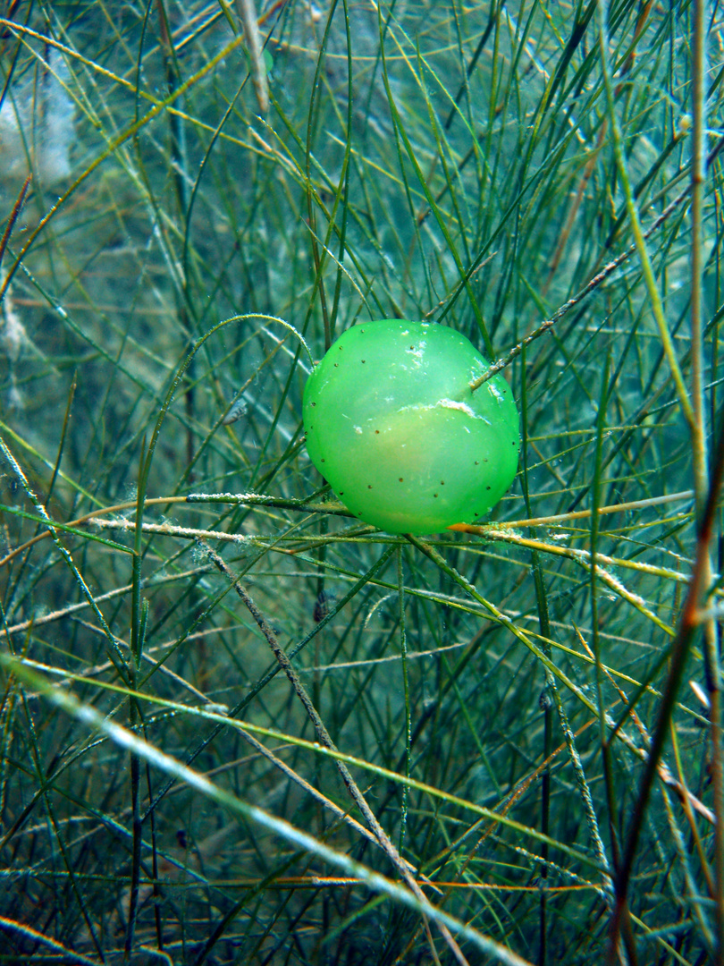 Gallertkugeltierchen