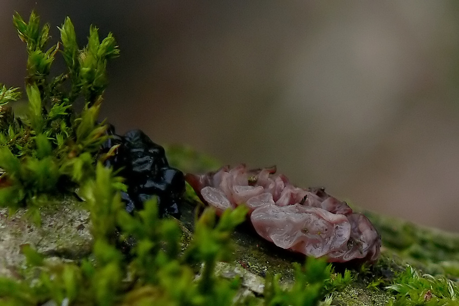 Gallertpilz oder Drüsling ???