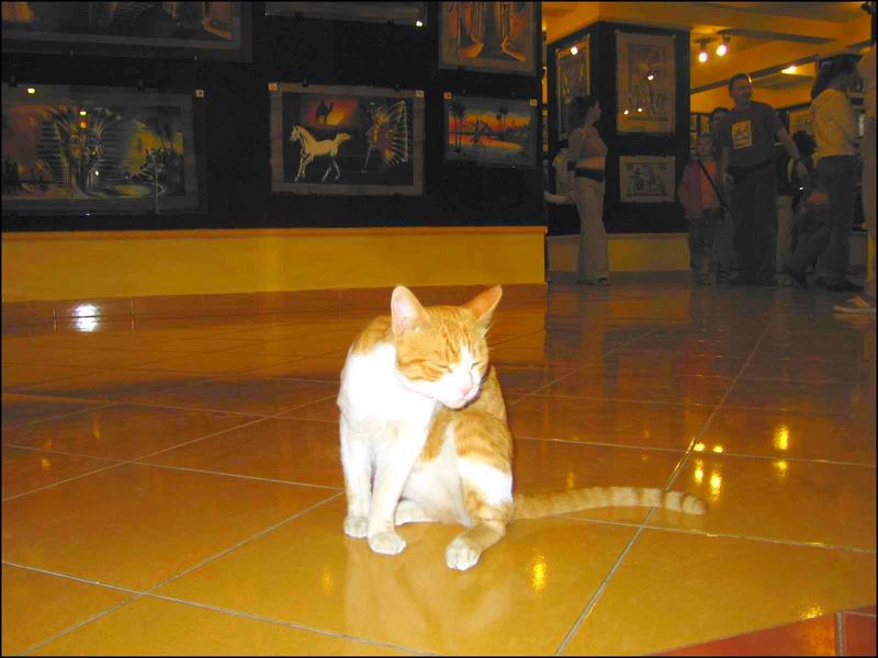 Gallery Cat