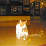 Gallery Cat