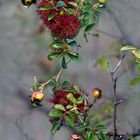 Galles en automne