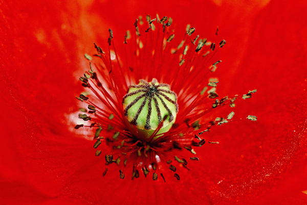 Gallexy in Flower