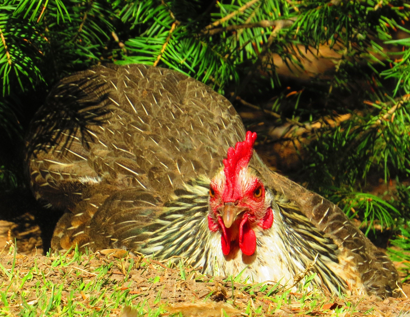 Gallina Araucana