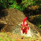 Gallina Araucana