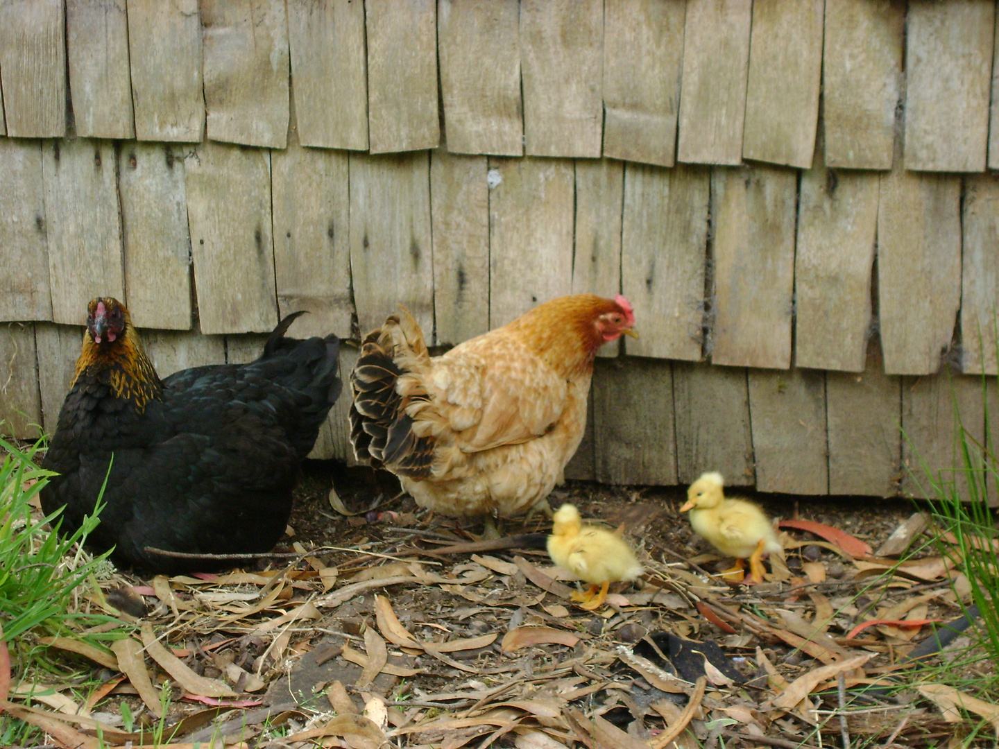 gallina criando patitos