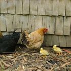 gallina criando patitos