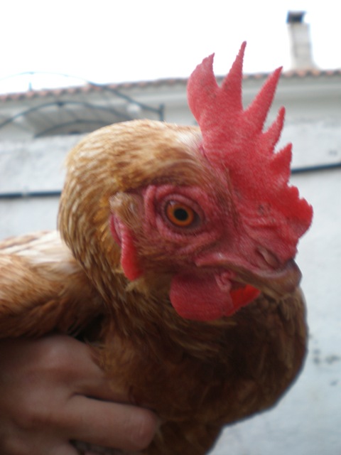 Gallina de corral.