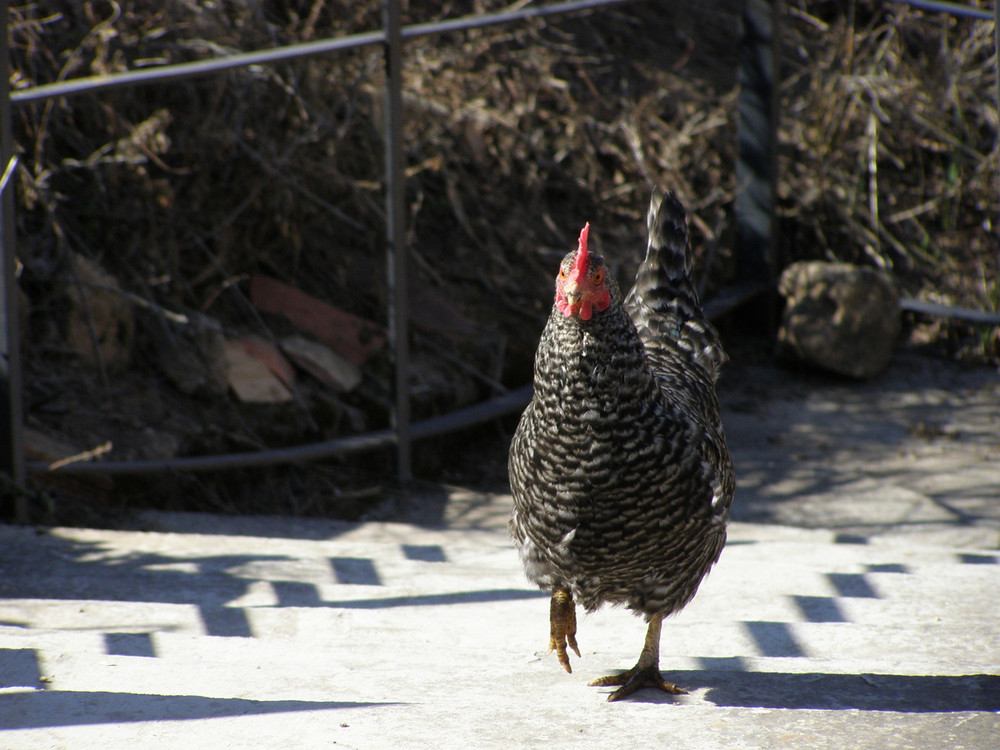 Gallina de la Rufina