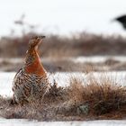 gallina di gallo cedrone