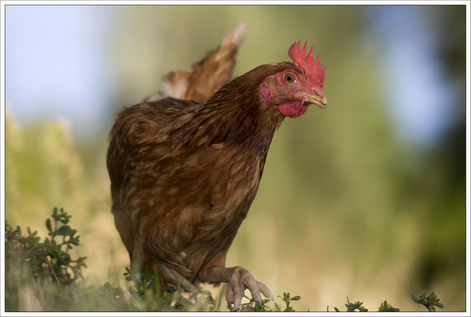 Gallina "gigante"