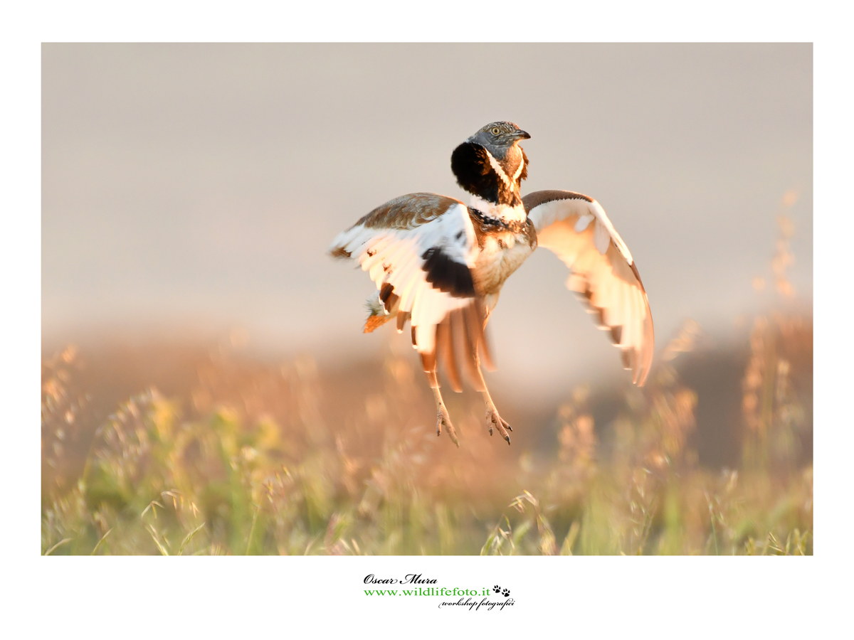 gallina prataiola workshop Oscar Mura https://www.wildlifefoto.it/