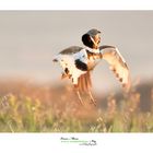 gallina prataiola workshop Oscar Mura https://www.wildlifefoto.it/