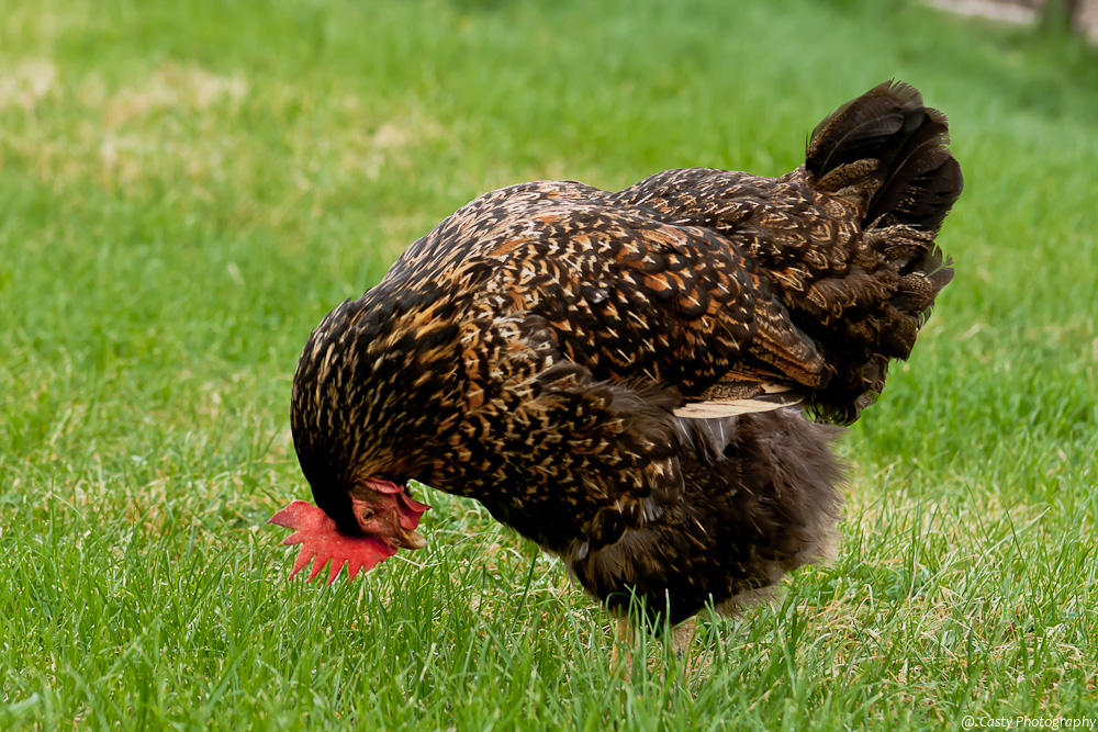 Gallina rispettosa