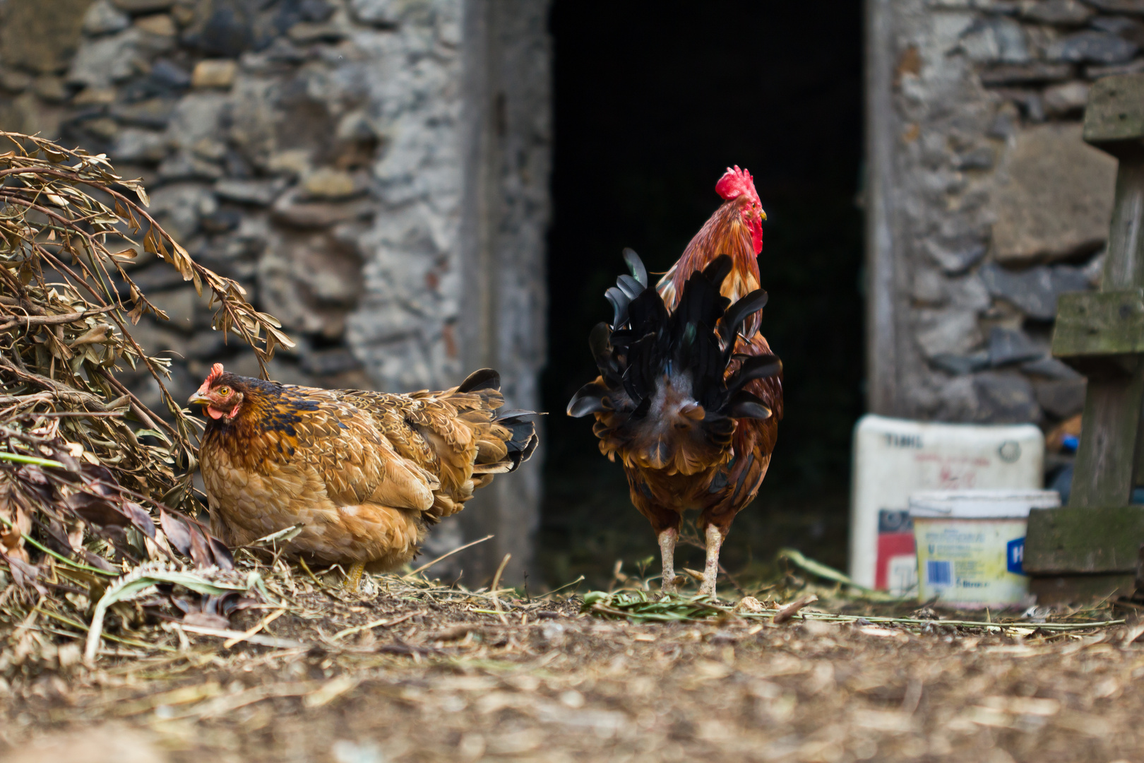 gallina y gallo