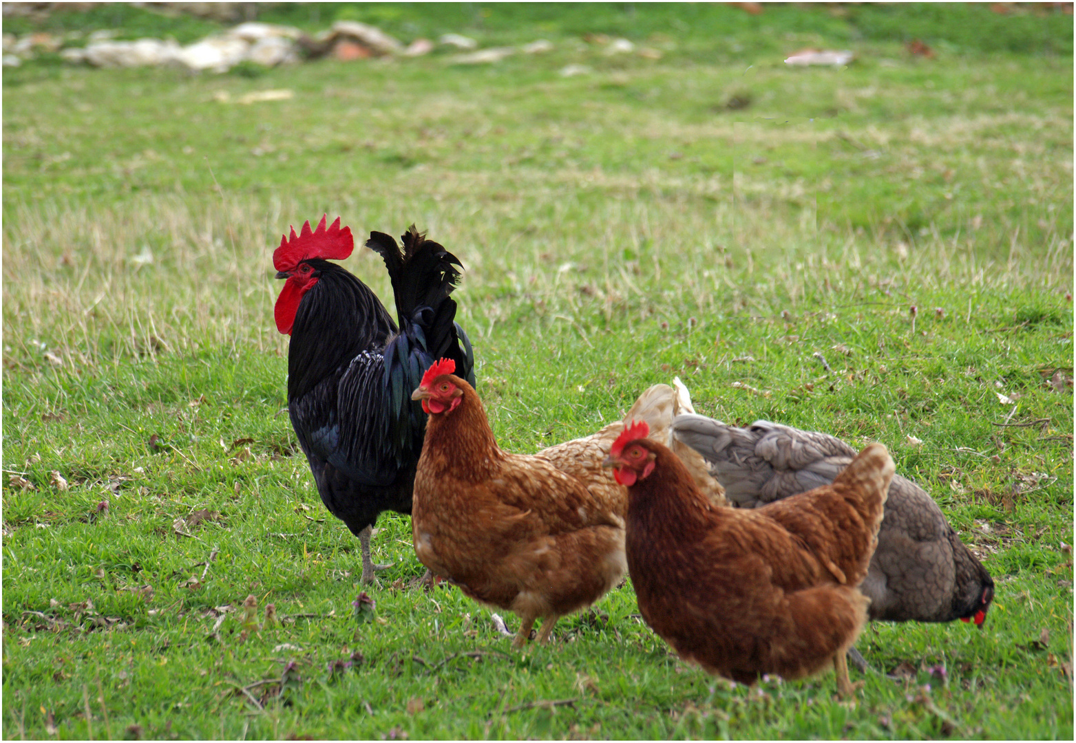 Gallinacés Gersois en liberté