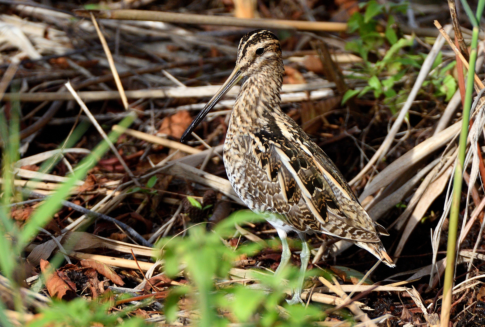 Gallinago  (Beccaccino)