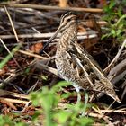 Gallinago  (Beccaccino)