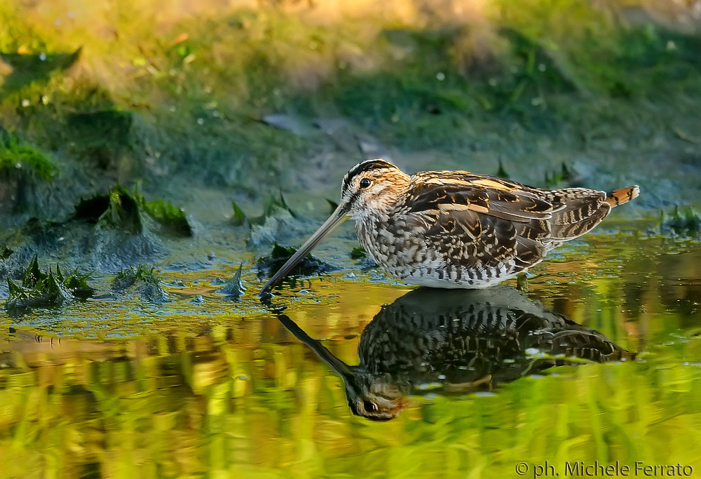 Gallinago gallinago