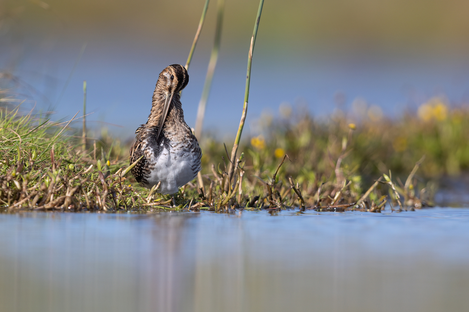 Gallinago gallinago