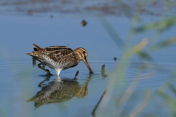 Gallinago gallinago - Die Bekassine