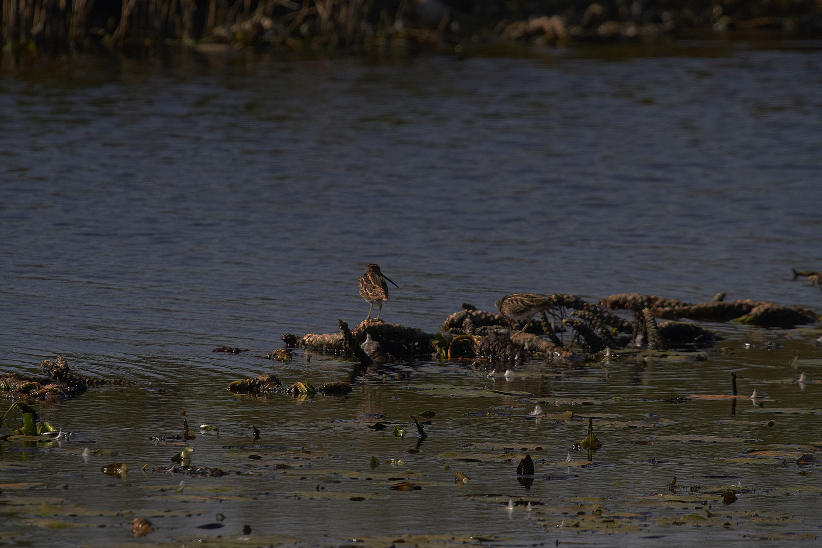 Gallinago gallinago