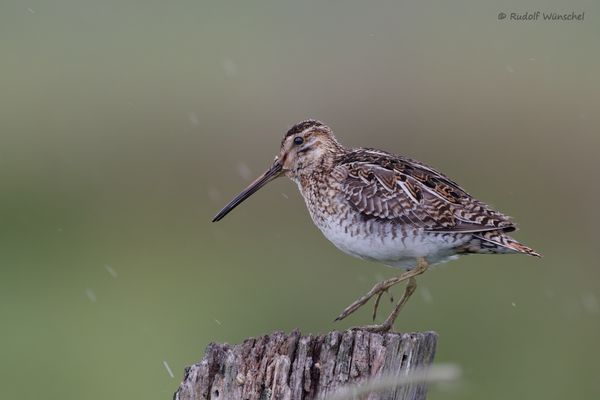 ~   Gallinago gallinago im Regen    ~