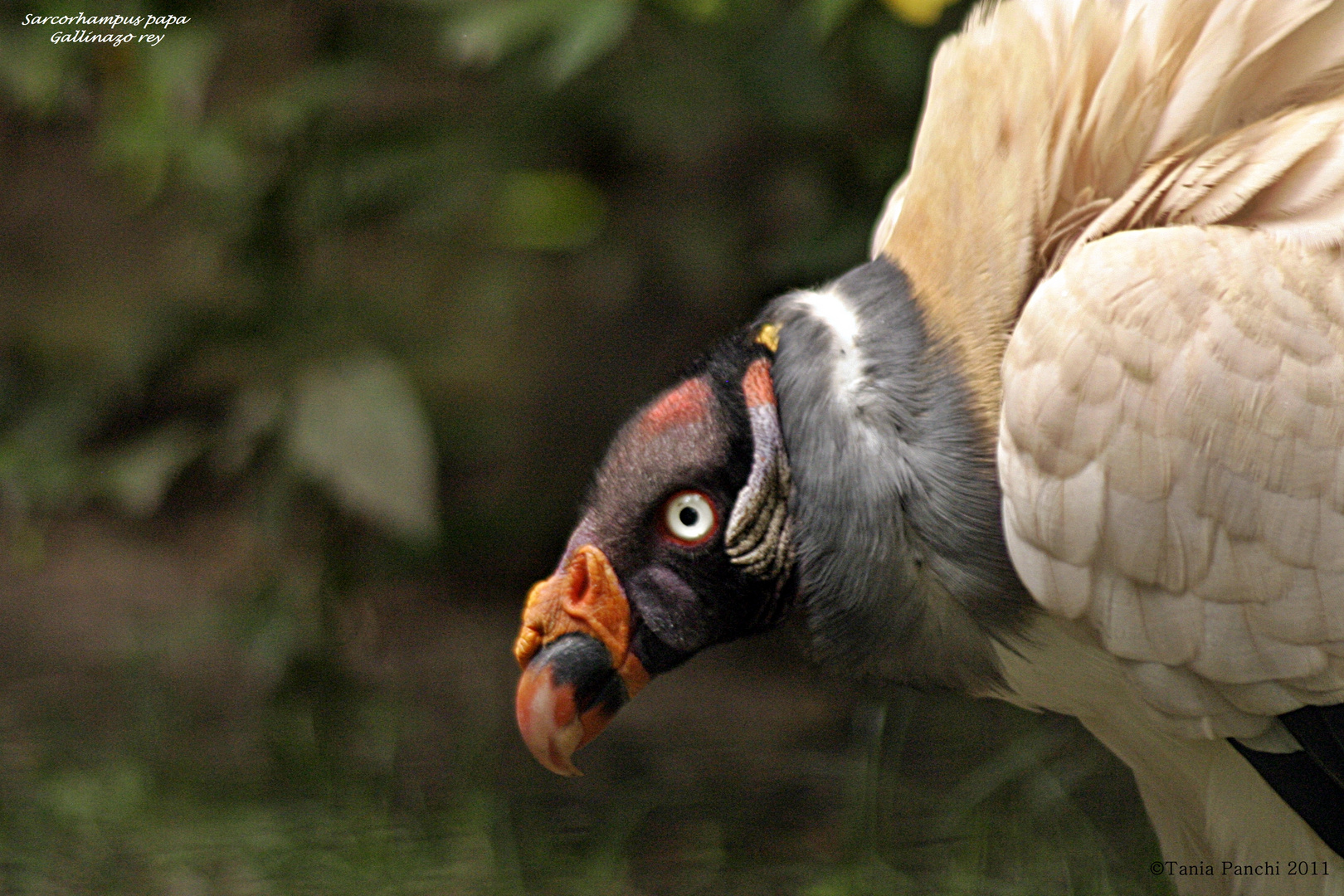 Gallinazo Rey Zoológico Guayllabamba Quito Ecuador