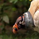 Gallinazo Rey Zoológico Guayllabamba Quito Ecuador