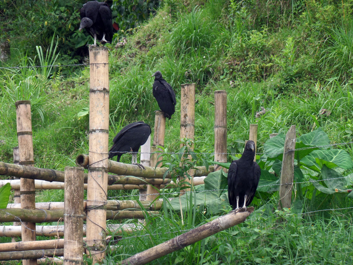 Gallinazos 1