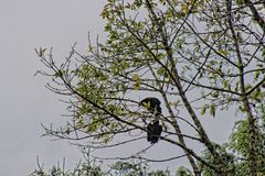 Gallinazos pausa