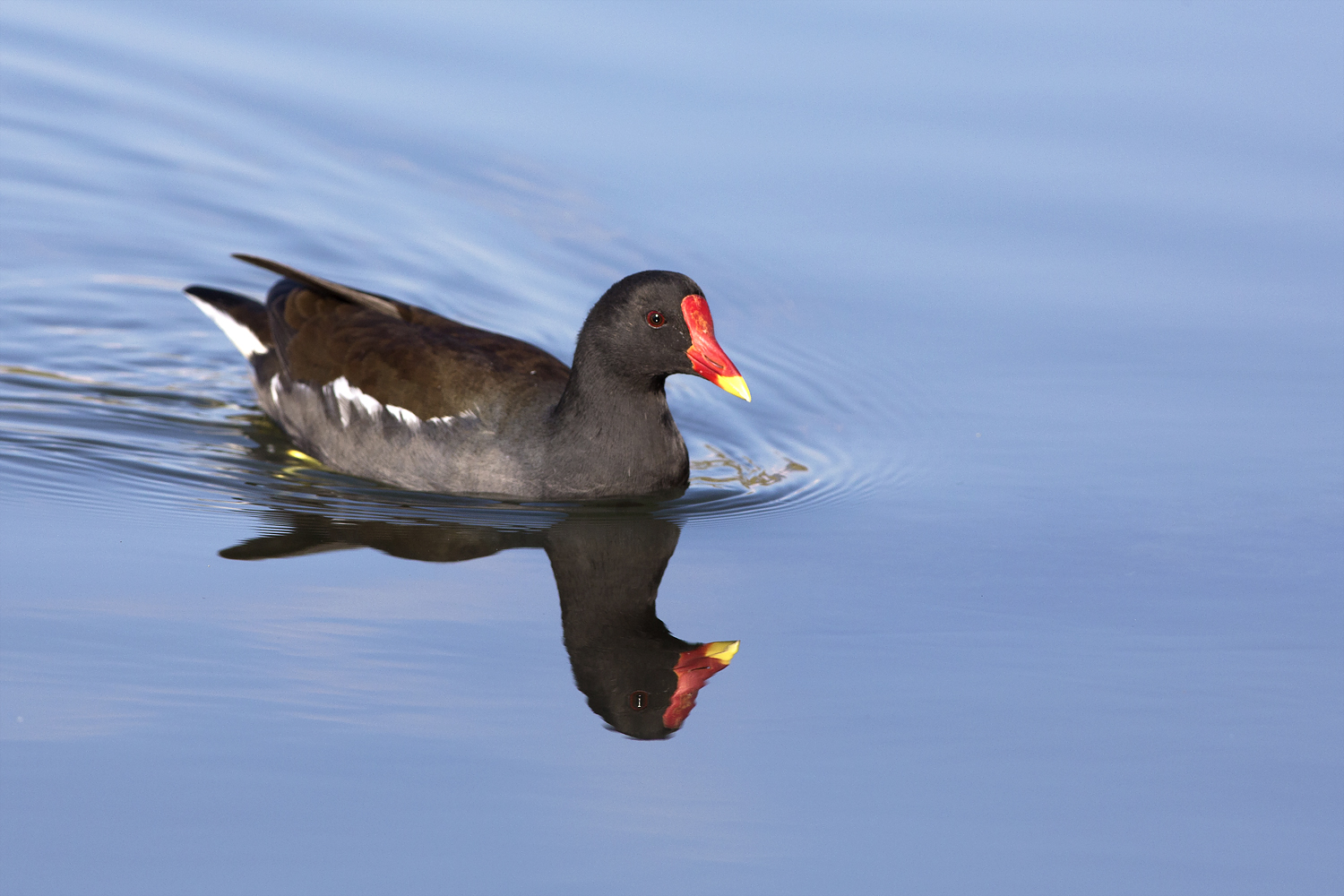 gallinella