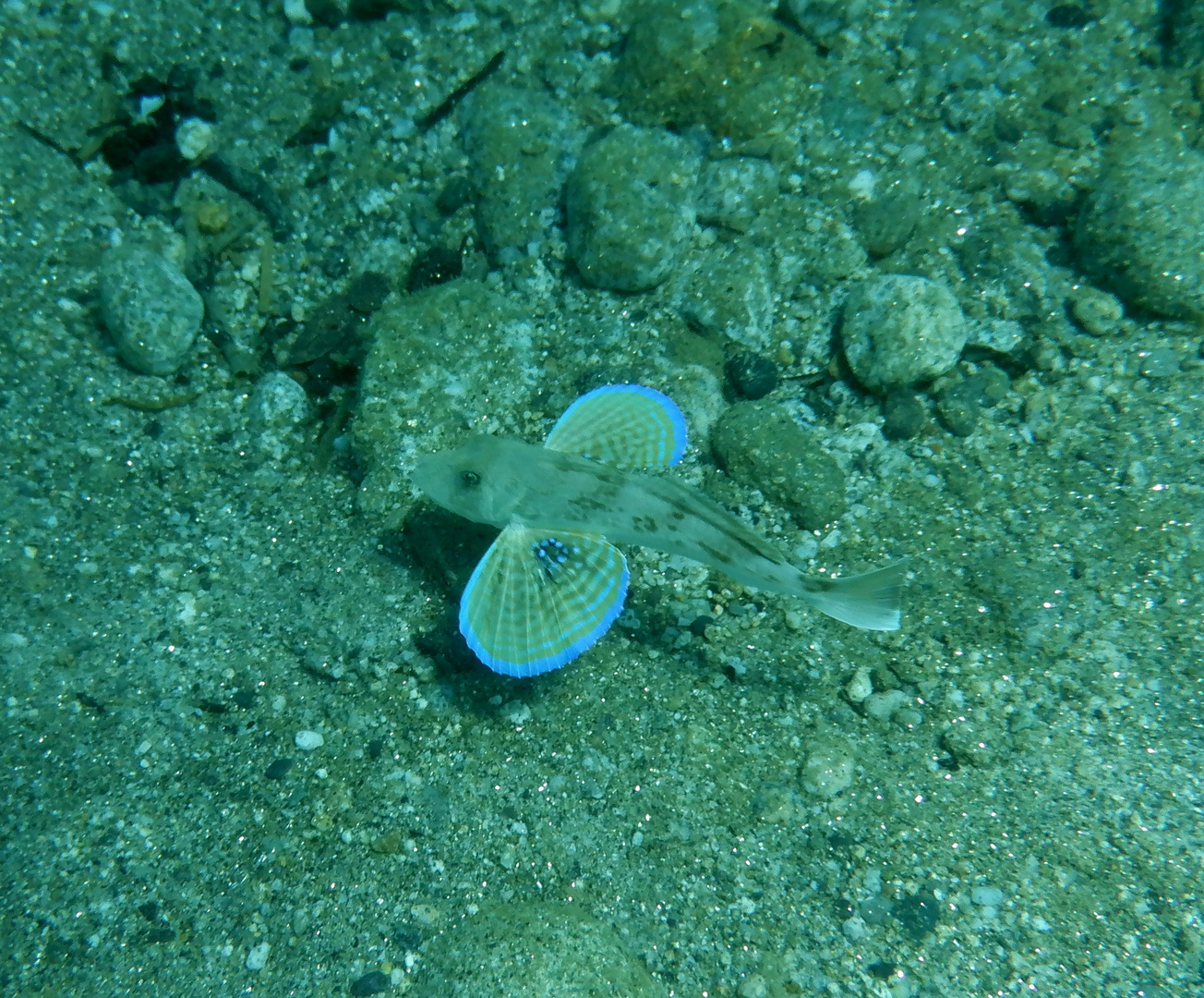 Gallinella (Chelidonichthys lucernus) 