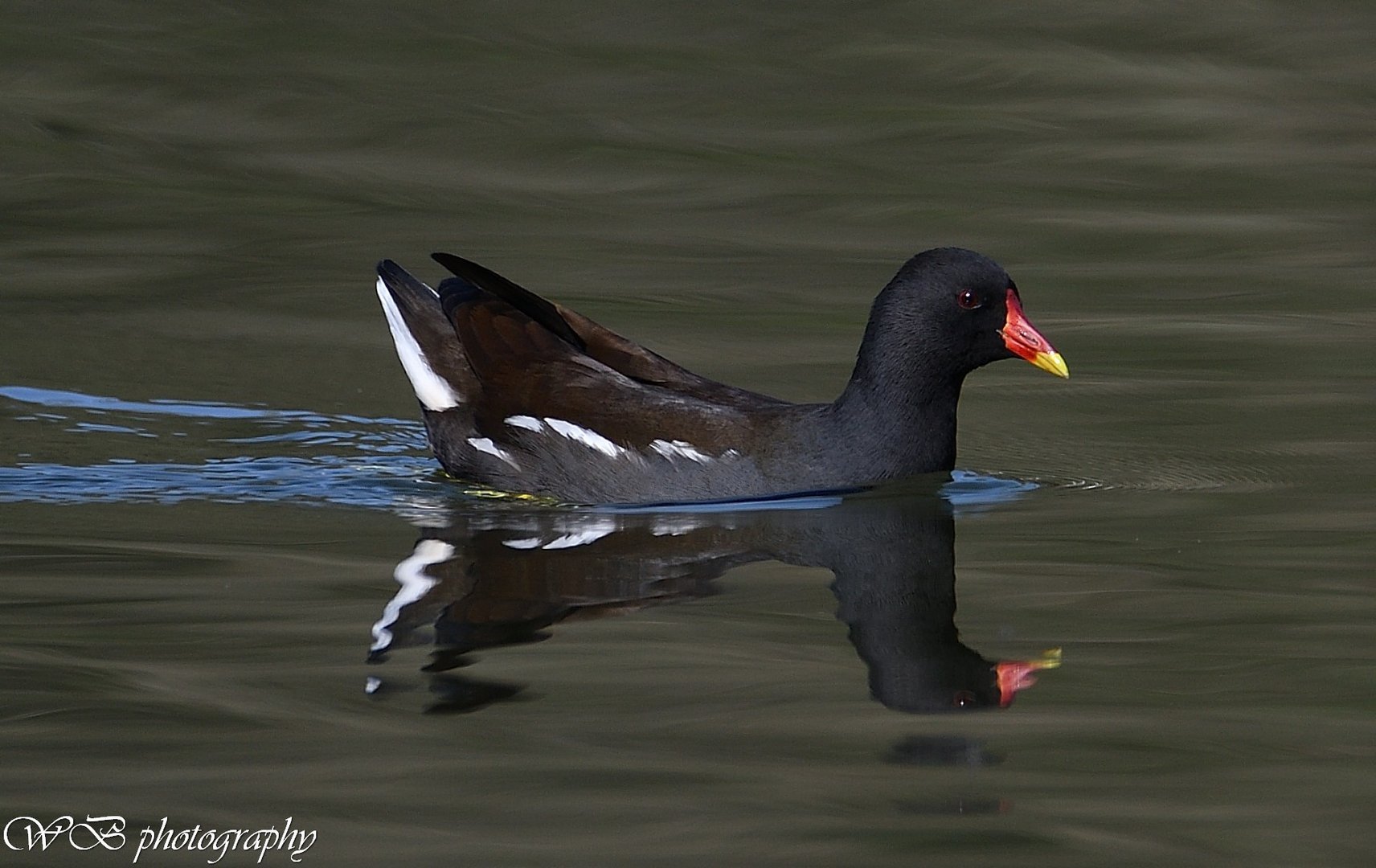 Gallinella d' acqua (Gallinula chloropus)