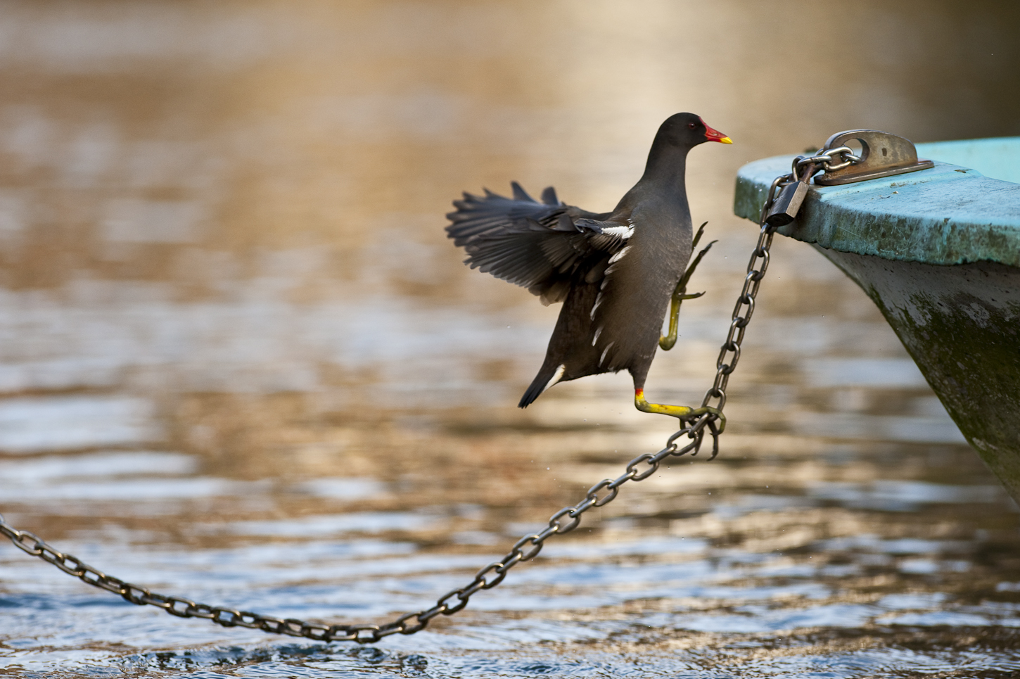 Gallinella d'acqua