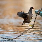 Gallinella d'acqua