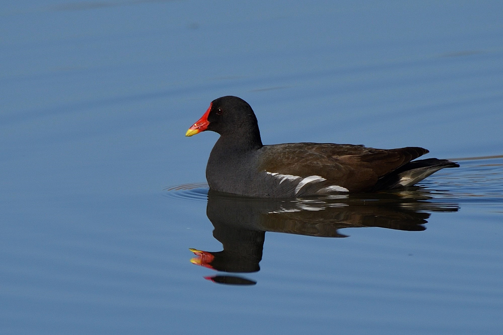 Gallinella d'Acqua 2