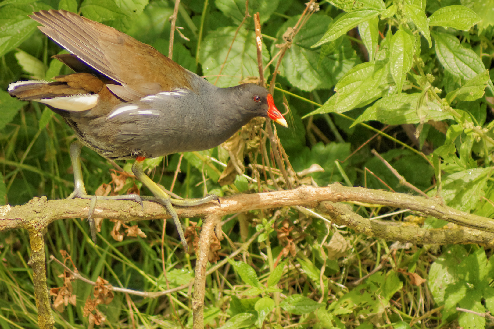 Gallinella d'acqua