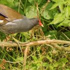 Gallinella d'acqua