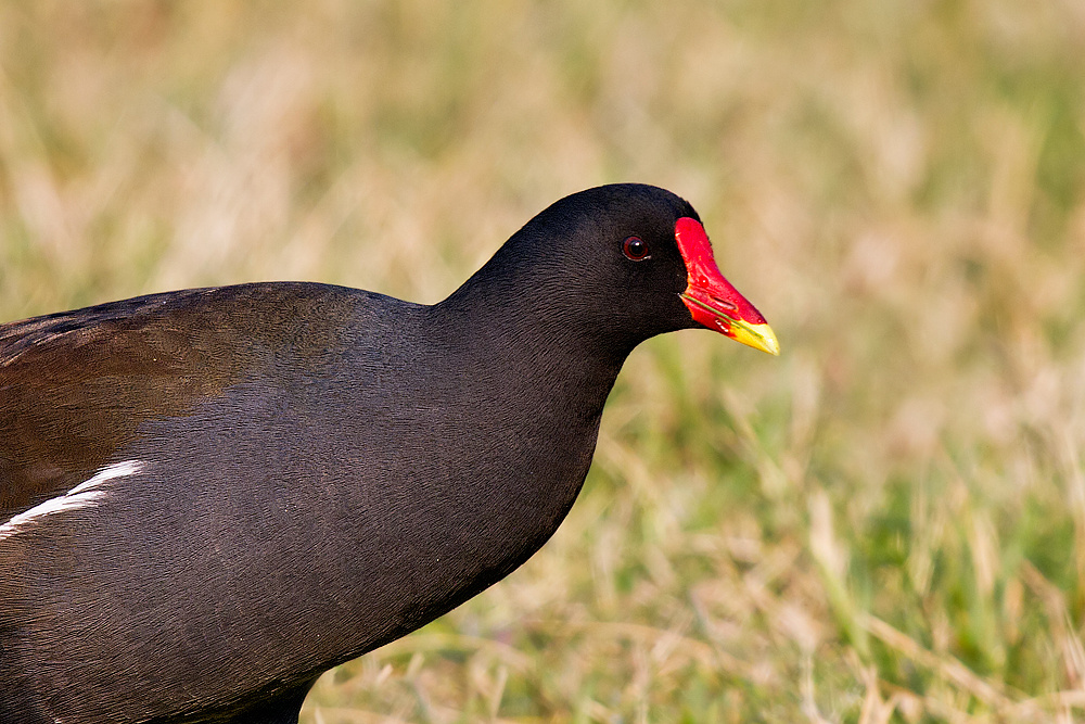 Gallinella d'acqua