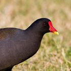 Gallinella d'acqua