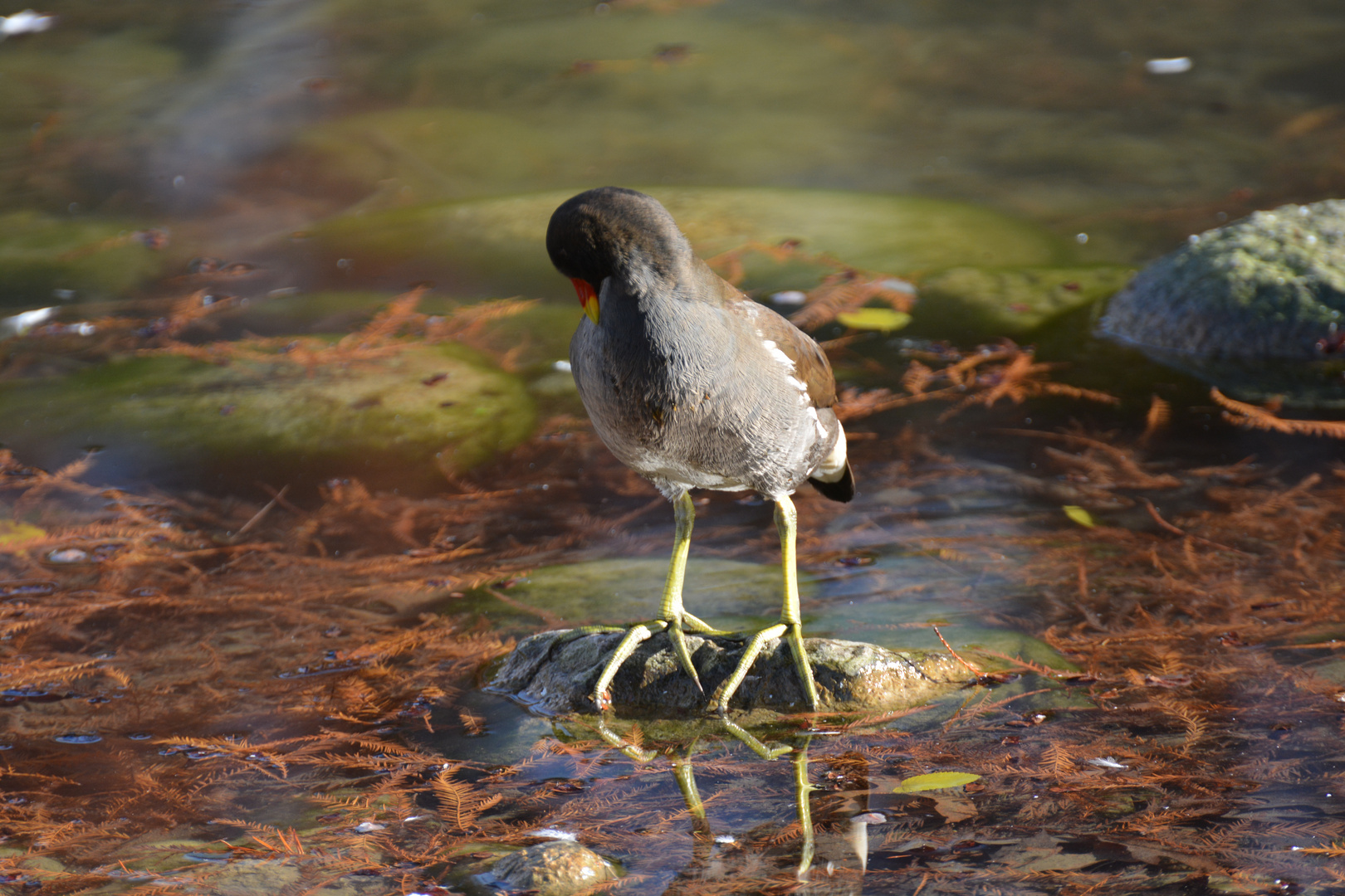 Gallinella d'acqua