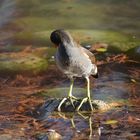 Gallinella d'acqua