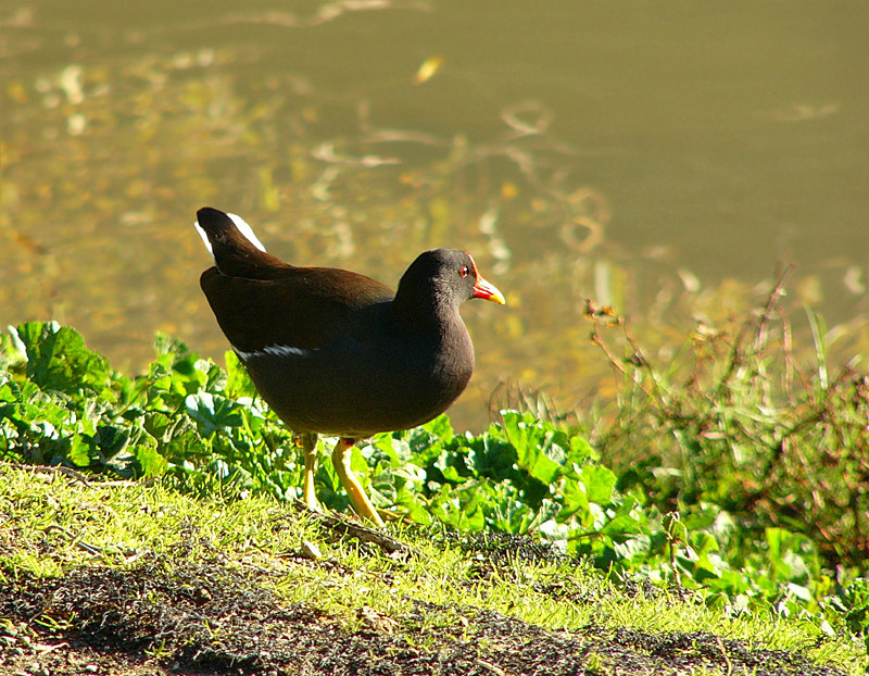 gallinella d'acqua