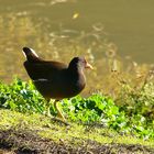 gallinella d'acqua