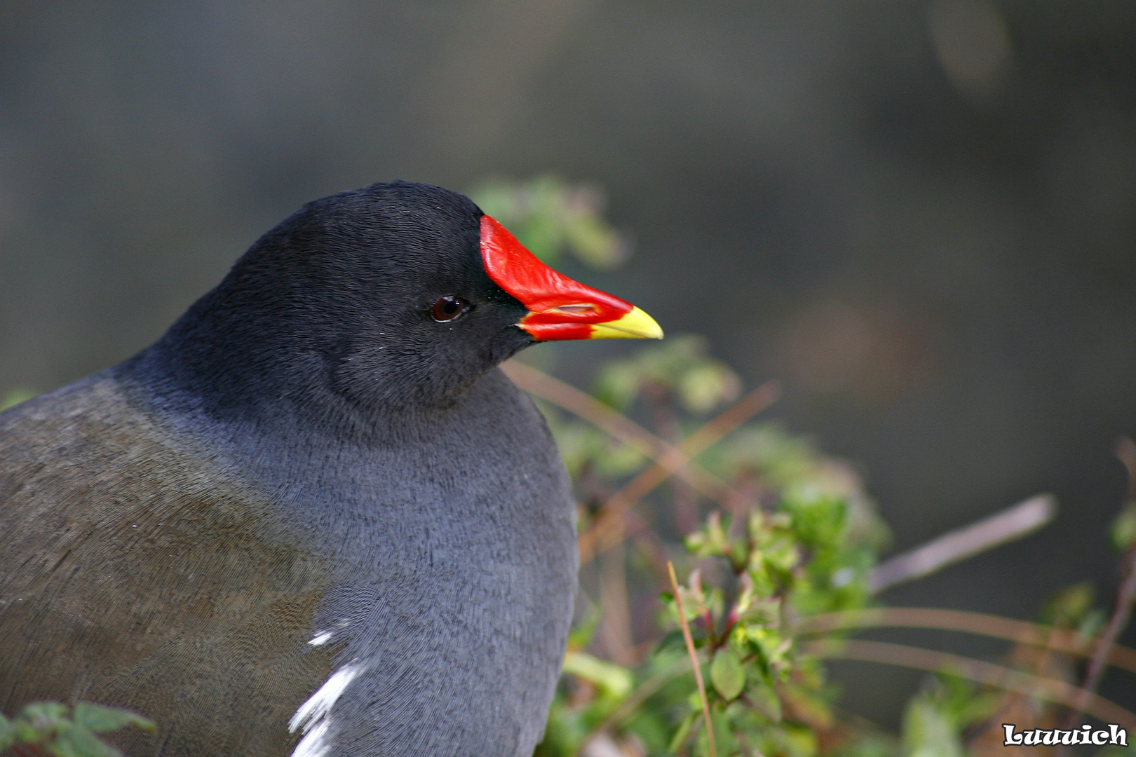 Gallinella d'acqua