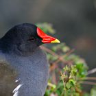 Gallinella d'acqua