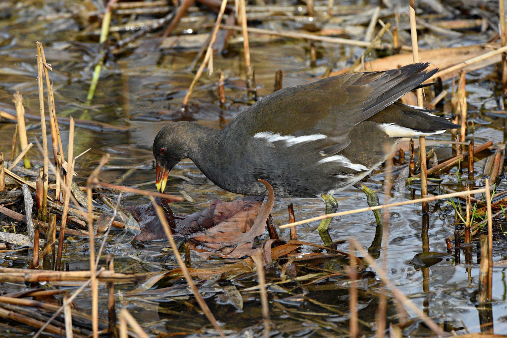 Gallinella d'Acqua