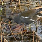 Gallinella d'Acqua