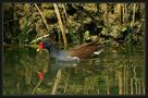 IT: Gallinella d'acqua von Alessandro CASTI 